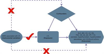 Immune-mediated inflammatory diseases and leukocyte telomere length: A Mendelian randomization study